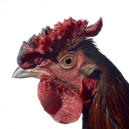 English Redcap