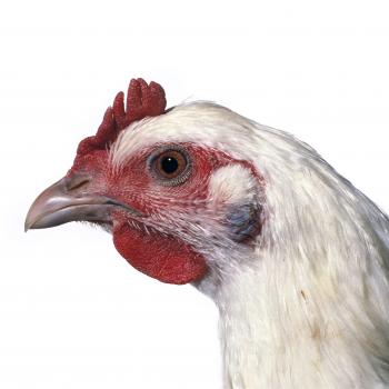 Poulet de Bresse