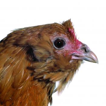 Uilebaard