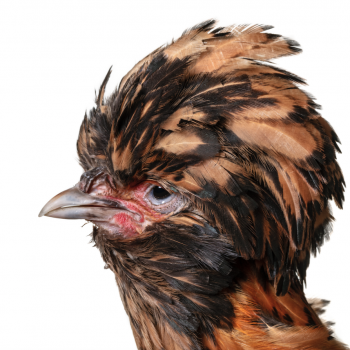 PADOVANA female © Koen Vanmechelen