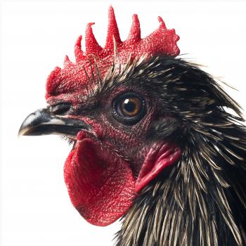 CCP Mechelse Cemani male © Koen Vanmechele