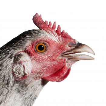 POULET DE SENEGAL female © Koen Vanmechelen