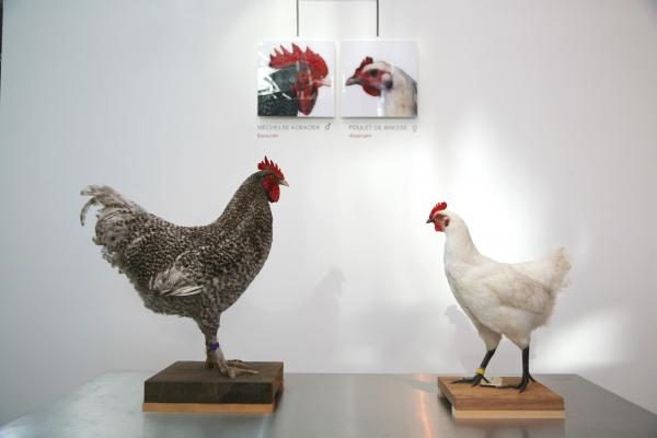 The Cosmopolitan Chicken Project - Mechelse Orloff, 13th Generation, 3rd Moscow Biennale of contemporary art, Moscow (RU), 2009 © Koen Vanmechelen Expo, The Cosmopolitan Chicken Project - Mechelse Orloff, 13th Generation, 3rd Moscow Biennale of contemporary art, Moscow (RU), 2009 © Koen Vanmechelen