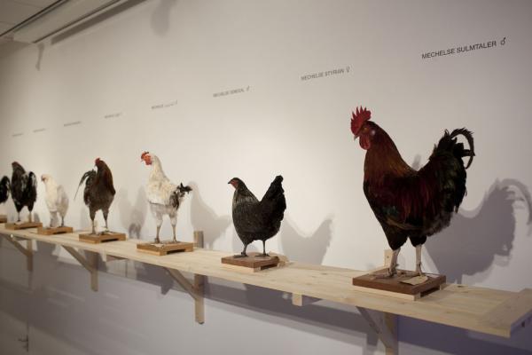 Expo, THIS IS NOT A CHICKEN Het Domein, Sittard (NL) © Koen Vanmechelen