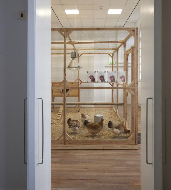 Expo, THIS IS NOT A CHICKEN Het Domein, Sittard (NL) © Koen Vanmechelen