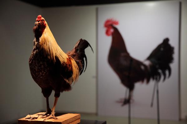 Expo, Cosmopolitan Chicken Project - 14th Generation: Mechelse Silkie, World Expo 2010 Shanghai, Zendai Museum of Modern Art, Shanghai (CN), 2010 © Koen Vanmechelen