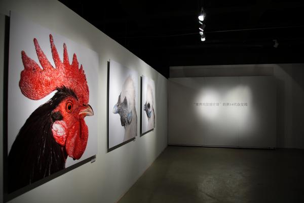 Expo, Cosmopolitan Chicken Project - 14th Generation: Mechelse Silkie, World Expo 2010 Shanghai, Zendai Museum of Modern Art, Shanghai (CN), 2010 © Koen Vanmechelen