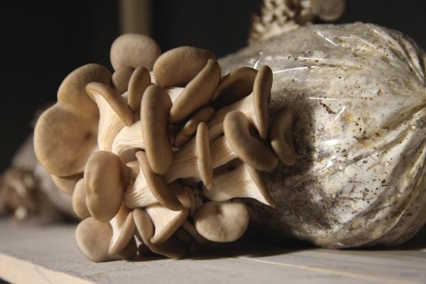 L.O.C.K. Mushroom, Egg, Chicken and Cameloid