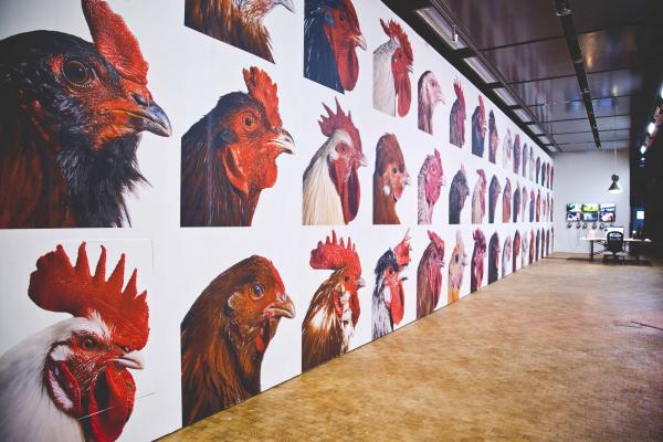 Expo, LA BIOMISTA COSMOPOLITAN CHICKEN PROJECT Exo-Evolution, Globale 2015, ZKM | Zentrum für Kunst und Medientechnologie Karlsruhe (DE), © Koen Vanmechelen