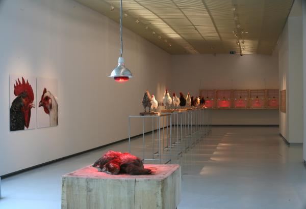 THE CHICKEN'S APPEAL, Museum Het Valkhof, Nijmegen, (NL) © Koen Vanmechelen Expo, THE CHICKEN'S APPEAL, Museum Het Valkhof, Nijmegen, (NL) © Koen Vanmechelen