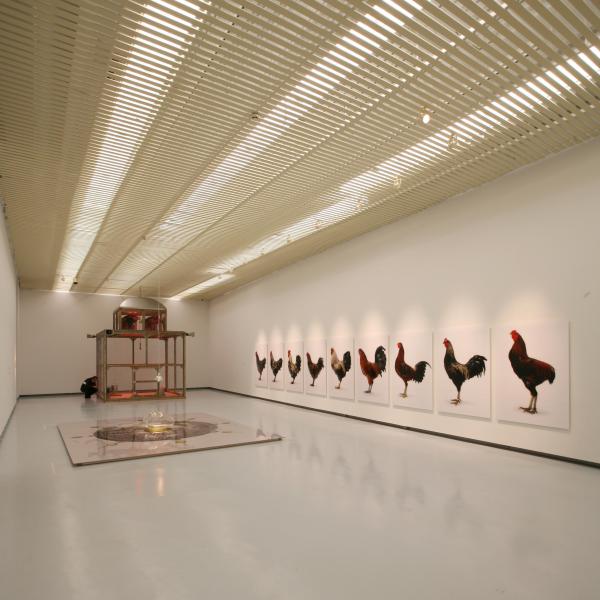 THE CHICKEN'S APPEAL, Museum Het Valkhof, Nijmegen, (NL) © Koen Vanmechelen Expo, THE CHICKEN'S APPEAL, Museum Het Valkhof, Nijmegen, (NL) © Koen Vanmechelen