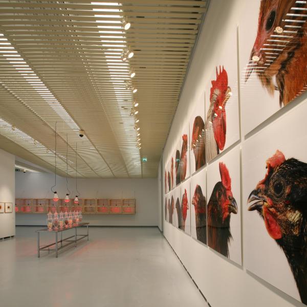 THE CHICKEN'S APPEAL, Museum Het Valkhof, Nijmegen, (NL) © Koen Vanmechelen Expo, THE CHICKEN'S APPEAL, Museum Het Valkhof, Nijmegen, (NL) © Koen Vanmechelen