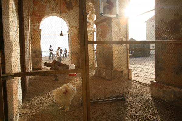 THE COSMOPOLITAN CHICKEN PROJECT - IN TRANSIT, ArtAids, Dakar, 2010 ( Senegal) © Koen Vanmechelen Expo, THE COSMOPOLITAN CHICKEN PROJECT - IN TRANSIT, ArtAids, Dakar, 2010 ( Senegal) © Koen Vanmechelen