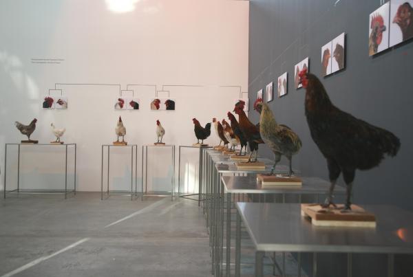 The Cosmopolitan Chicken Project - Mechelse Orloff, 13th Generation, 3rd Moscow Biennale of contemporary art, Moscow (RU), 2009 © Koen Vanmechelen Expo, The Cosmopolitan Chicken Project - Mechelse Orloff, 13th Generation, 3rd Moscow Biennale of contemporary art, Moscow (RU), 2009 © Koen Vanmechelen