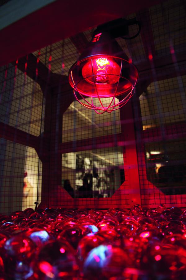 Nato A Venezia, 54th International Art Exhibition of the Venice Biennale, 2011 © Koen Vanmechelen Expo, Nato A Venezia, 54th International Art Exhibition of the Venice Biennale, 2011 © Koen Vanmechelen