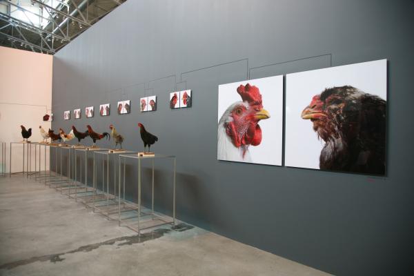 The Cosmopolitan Chicken Project - Mechelse Orloff, 13th Generation, 3rd Moscow Biennale of contemporary art, Moscow (RU), 2009 © Koen Vanmechelen Expo, The Cosmopolitan Chicken Project - Mechelse Orloff, 13th Generation, 3rd Moscow Biennale of contemporary art, Moscow (RU), 2009 © Koen Vanmechelen