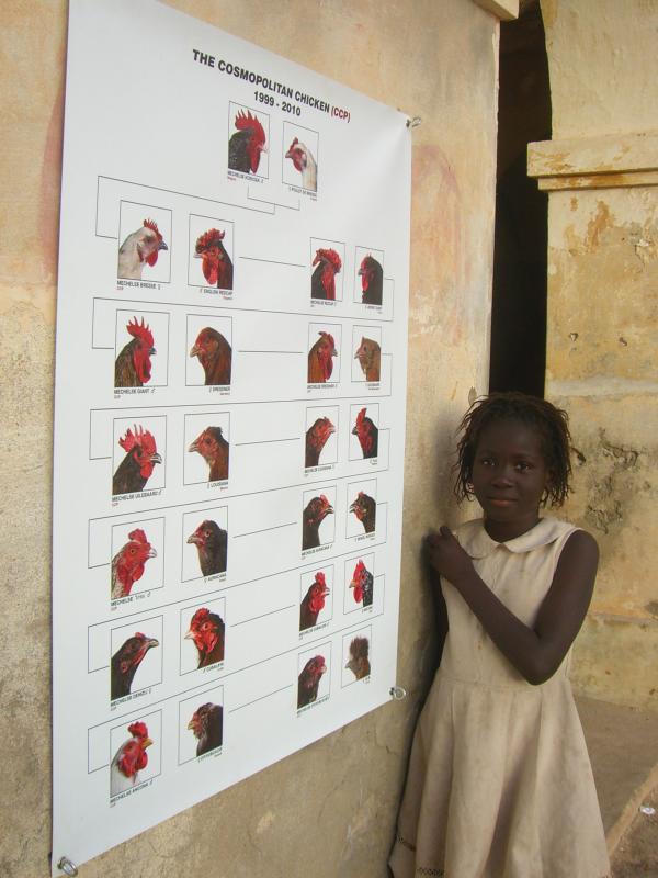 THE COSMOPOLITAN CHICKEN PROJECT - IN TRANSIT, ArtAids, Dakar, 2010 ( Senegal) © Koen Vanmechelen Expo, THE COSMOPOLITAN CHICKEN PROJECT - IN TRANSIT, ArtAids, Dakar, 2010 ( Senegal) © Koen Vanmechelen