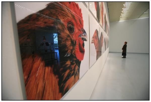THE CHICKEN'S APPEAL, Museum Het Valkhof, Nijmegen, (NL) © Koen Vanmechelen THE CHICKEN'S APPEAL, Museum Het Valkhof, Nijmegen, (NL) © Koen Vanmechelen
