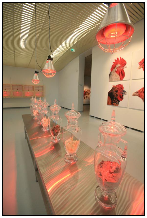 THE CHICKEN'S APPEAL, Museum Het Valkhof, Nijmegen, (NL) © Koen Vanmechelen THE CHICKEN'S APPEAL, Museum Het Valkhof, Nijmegen, (NL) © Koen Vanmechelen