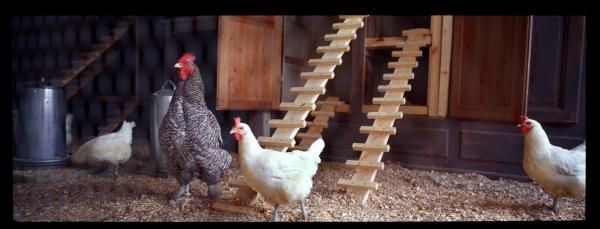 Expo, The Cosmopolitan Chicken, First Generation. Storm Centres