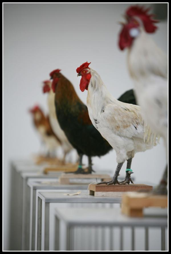 The Cosmopolitan Chicken Project / Ten generations, Deweer Art Gallery, Otegem, (B) Expo, The Cosmopolitan Chicken Project / Ten generations, Deweer Art Gallery, Otegem, (B)