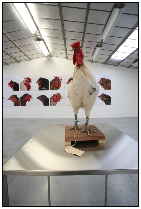 The Cosmopolitan Chicken Project / Ten generations, Deweer Art Gallery, Otegem, (B) Expo, The Cosmopolitan Chicken Project / Ten generations, Deweer Art Gallery, Otegem, (B)