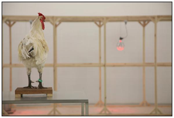 The Cosmopolitan Chicken Project / Ten generations, Deweer Art Gallery, Otegem, (B) Expo, The Cosmopolitan Chicken Project / Ten generations, Deweer Art Gallery, Otegem, (B)