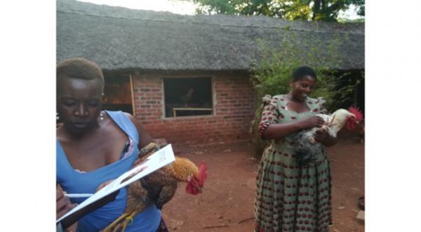 Hukukhulu at the Global Open Farm, Zimbabwe © Koen Vanmechelen Hukukhulu at the Global Open Farm, Zimbabwe © Koen Vanmechelen