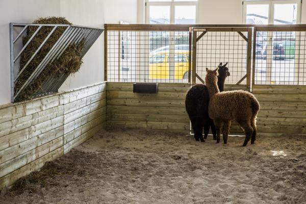 Awakener, Wilford X © Koen Vanmechelen, photo Alex Deyaert