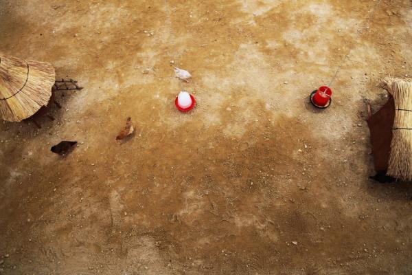 Planetary Community Chicken, National Gallery of Zimbabwe © Koen Vanmechelen Planetary Community Chicken, National Gallery of Zimbabwe © Koen Vanmechelen