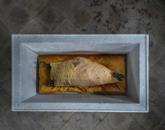 Sarcophago di Animale © Koen Vanmechelen Sarcophago di Animale © Koen Vanmechelen