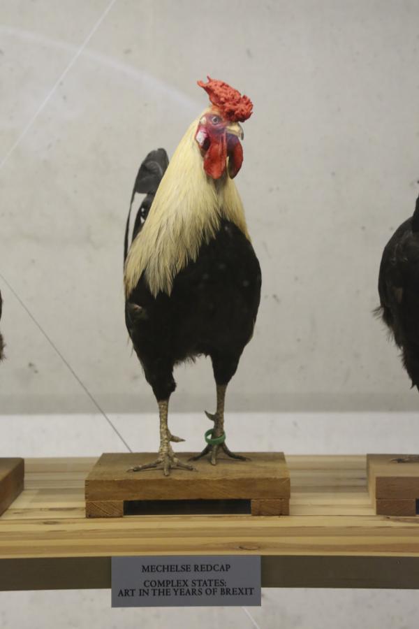 Mechelse Redcap © Koen Vanmechelen, photo Birgit Stulens