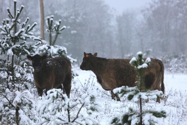 Gallo Galloways © Koen Vanmechelen