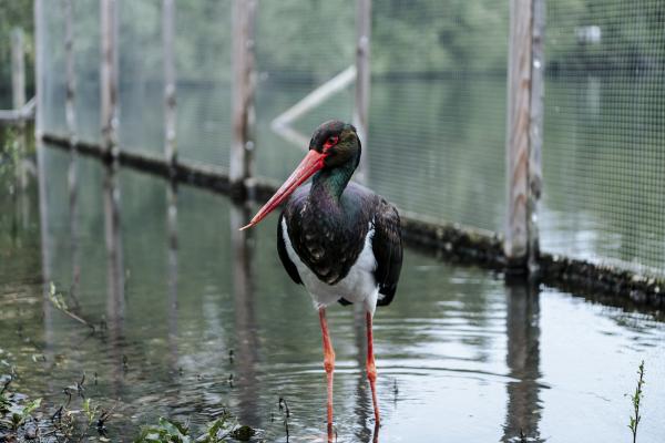 Black Stork ©Koen Vanmechelen, photo by Boumediene Belbachir