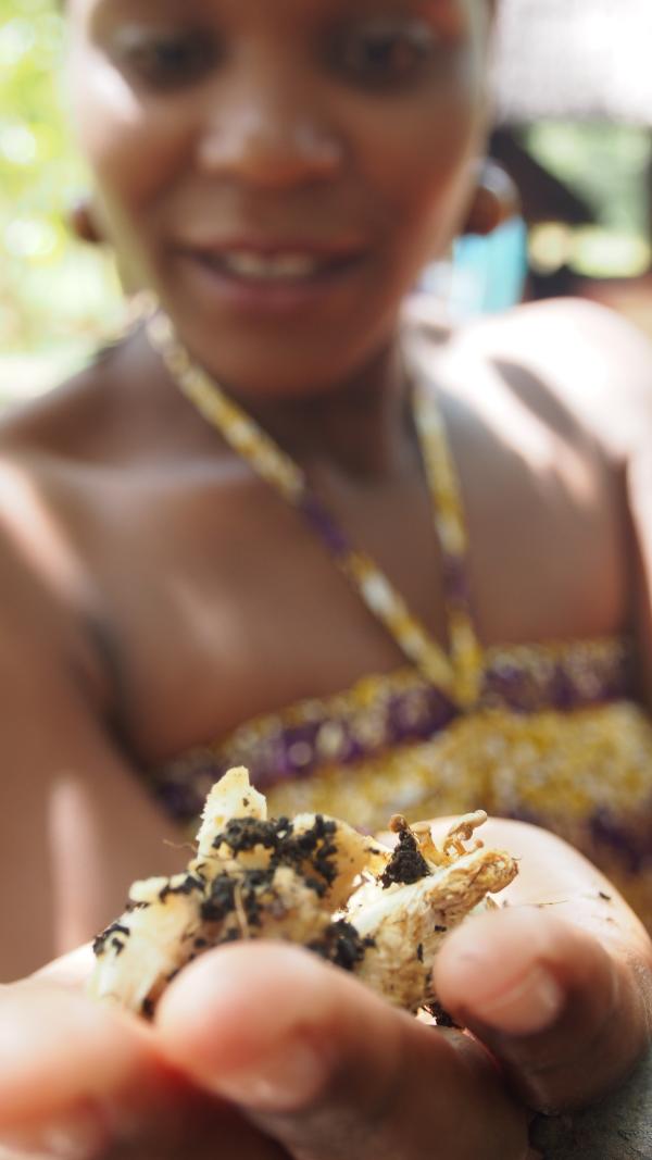 Champignons kweken met Chido Govera Champignons kweken met Chido Govera