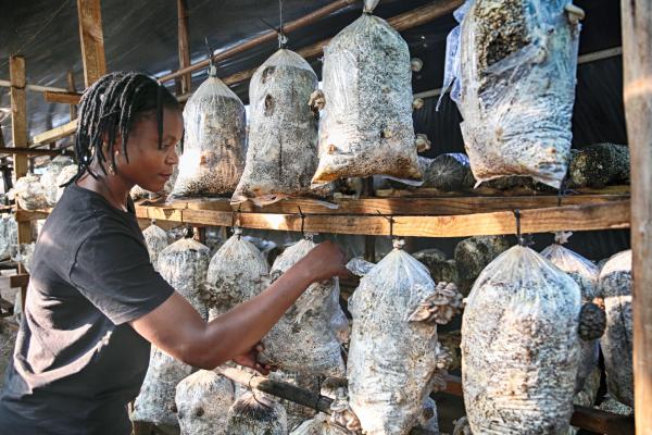 Chido Govera, mushroom farming, Zimbabwe Chido Govera, mushroom farming, Zimbabwe