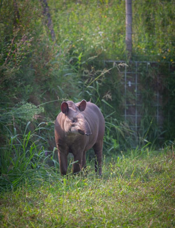 Tapir