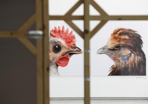 Expo, BREAKING THE CAGE C.C.P. IKOB, International Art Centre East Belgium, Eupen (BE) © Koen Vanmechelen