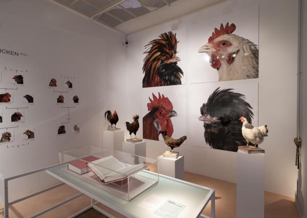 koen-vanmechelen-planetary-community-chicken.-installation-image-at-food-bigger-than-the-plate-at-va-c-the-artist.-photo-victoria-and-albert-museum-london.jpg