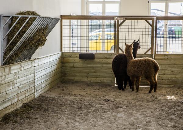 Awakener, Wilford X © Koen Vanmechelen, photo Alex Deyaert