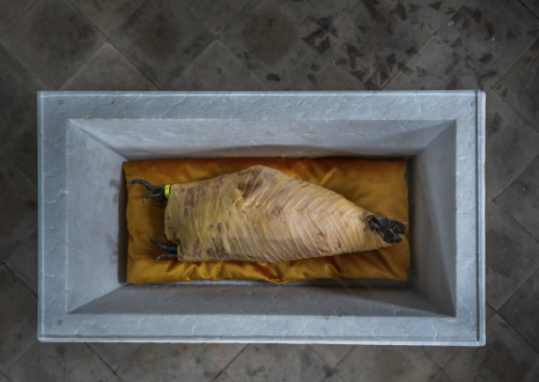 Sarcophago di Animale © Koen Vanmechelen