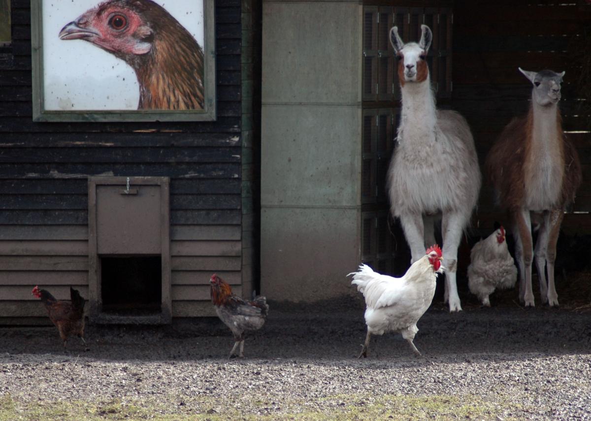 Meeuwen_Dieren_KerkhofsAlice
