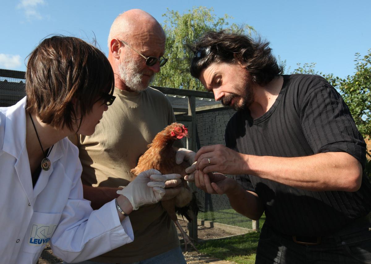 CC®P - Cosmopolitan Chicken Research Project, 2009