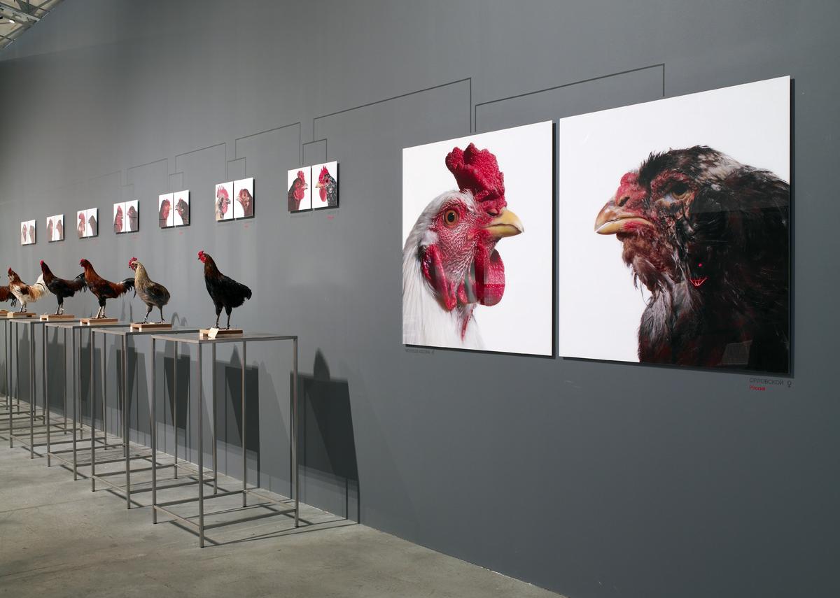 The Cosmopolitan Chicken Project - Mechelse Orloff, 13th Generation