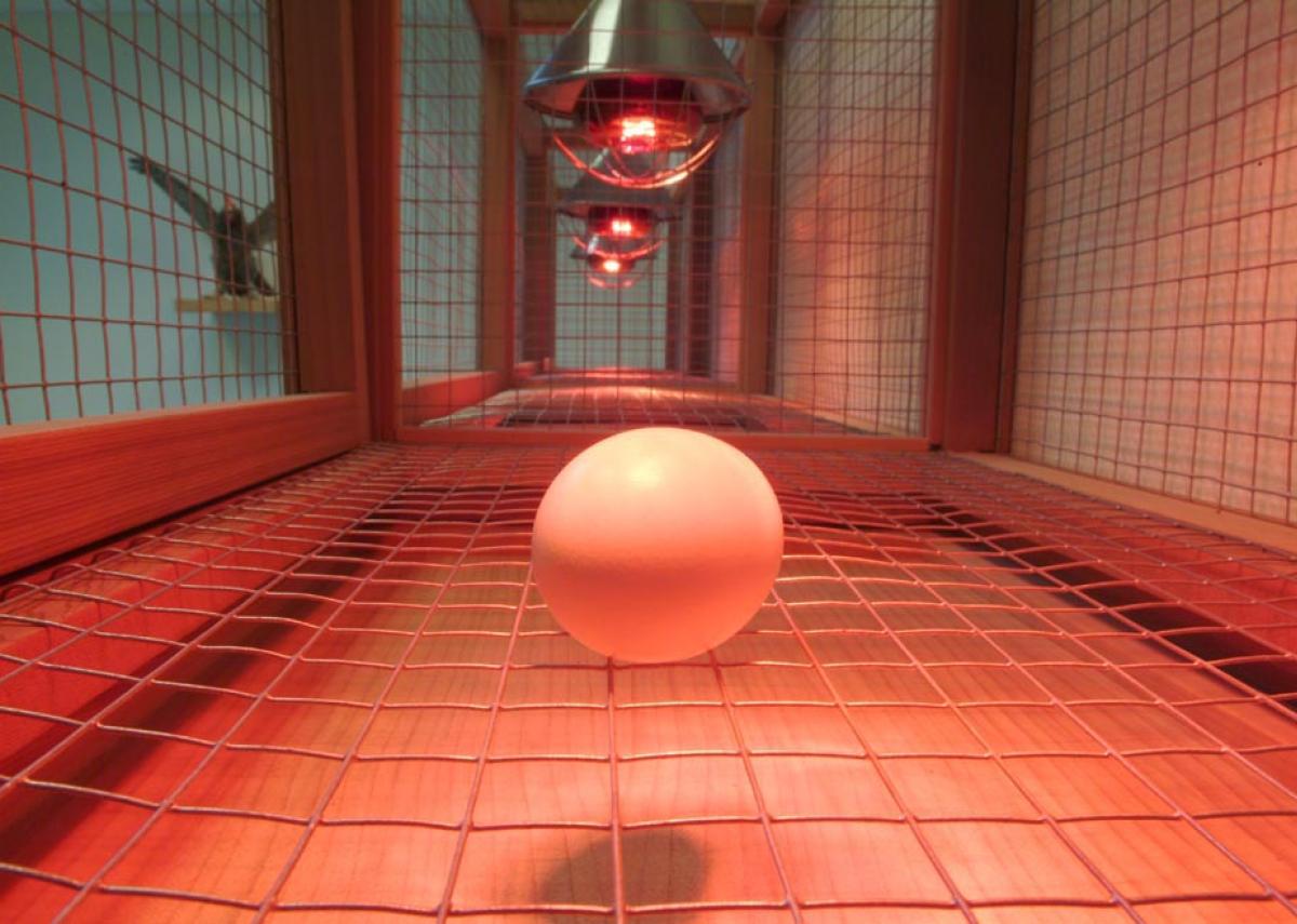 Born, The Walking Egg © Koen Vanmechelen Born, The Walking Egg © Koen Vanmechelen