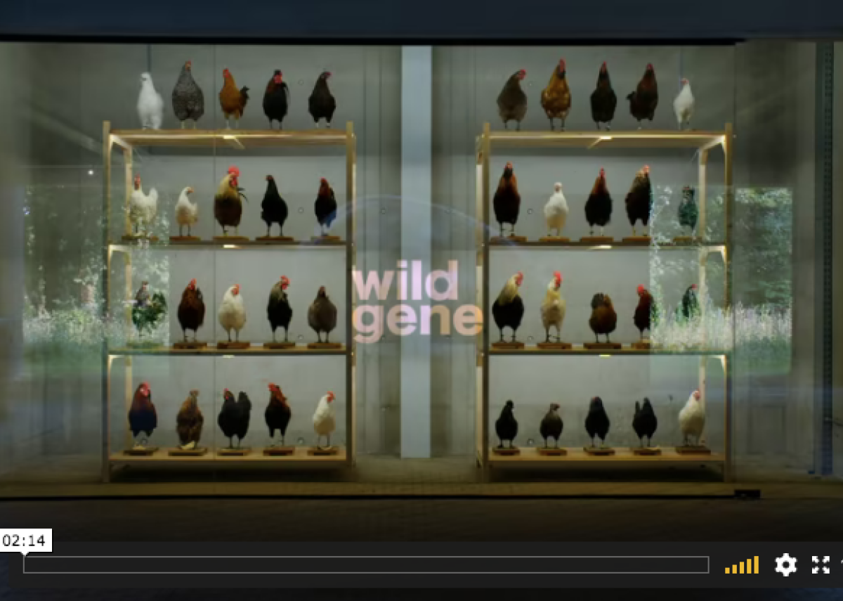 Trailer - Wild Gene documentary