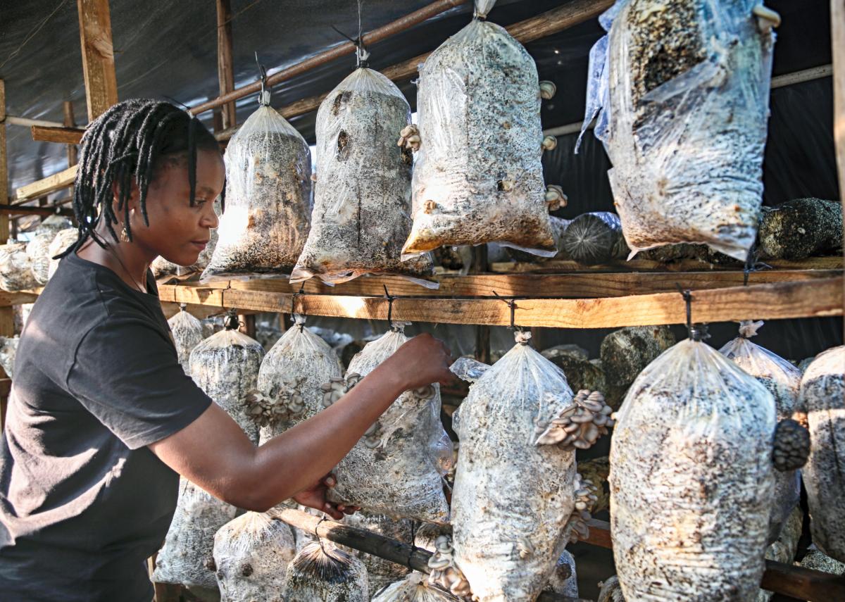 Chido Govera, mushroom farming, Zimbabwe Chido Govera, mushroom farming, Zimbabwe